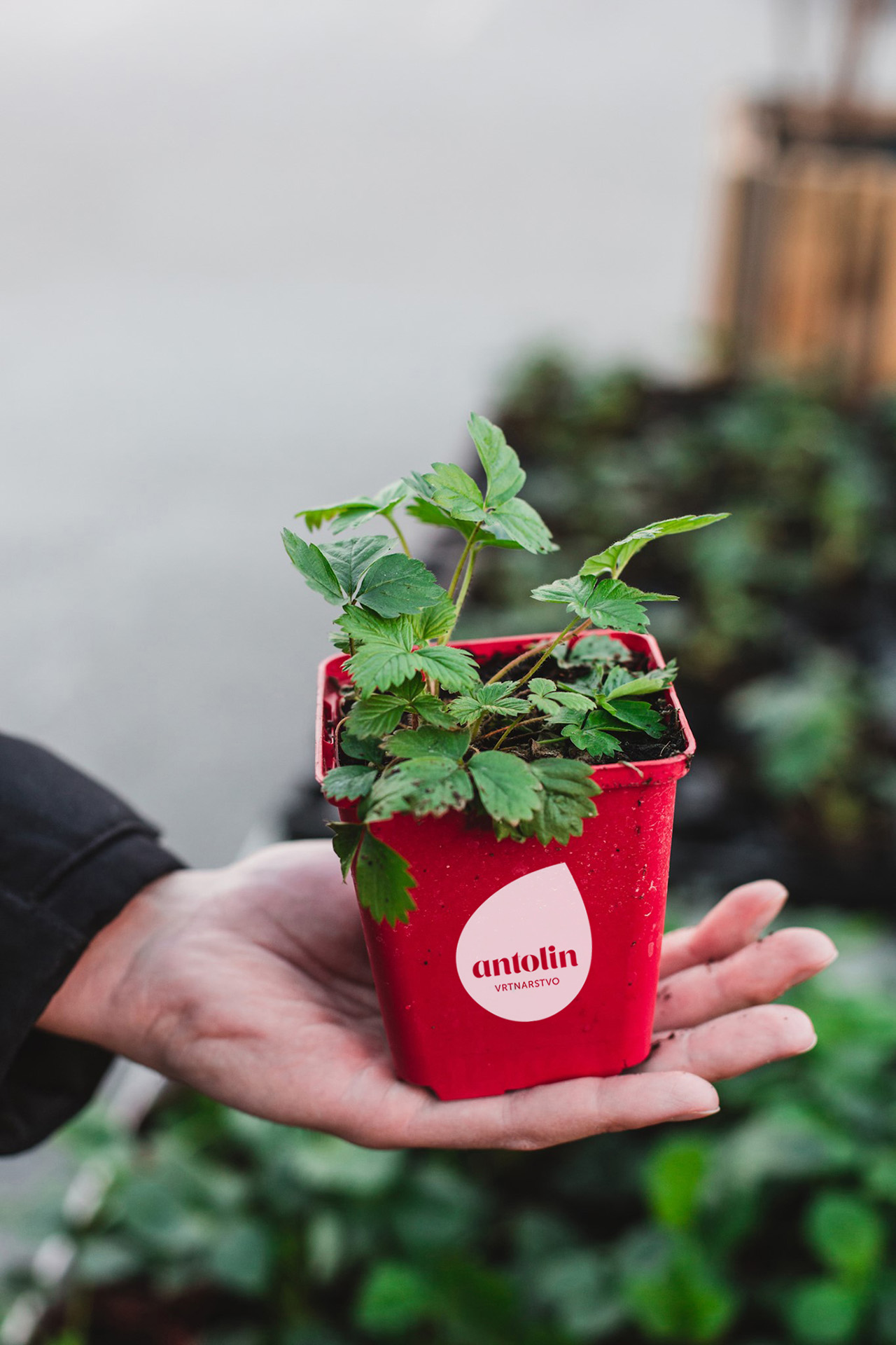 Visualisation of the Vrtnarstvo Antolin corporate brand identity design use case, showing a flower pot example with Antolin logo.